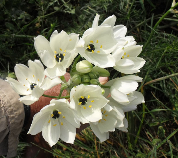 Melomphis arabica / Latte di gallina d''Arabia